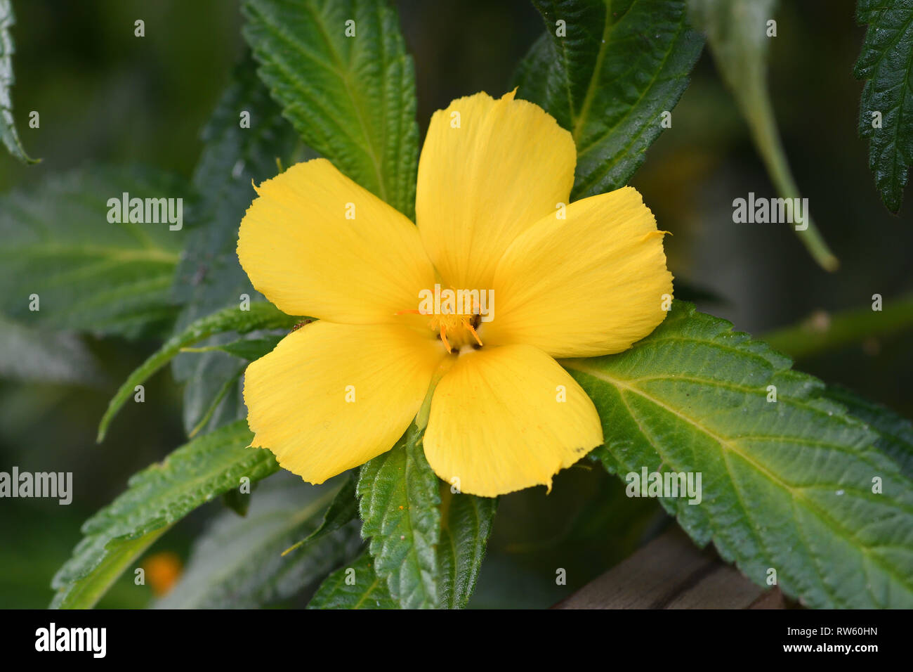 Close up of a yellow alder (turnera ulmifolia) flower in bloom Stock Photo