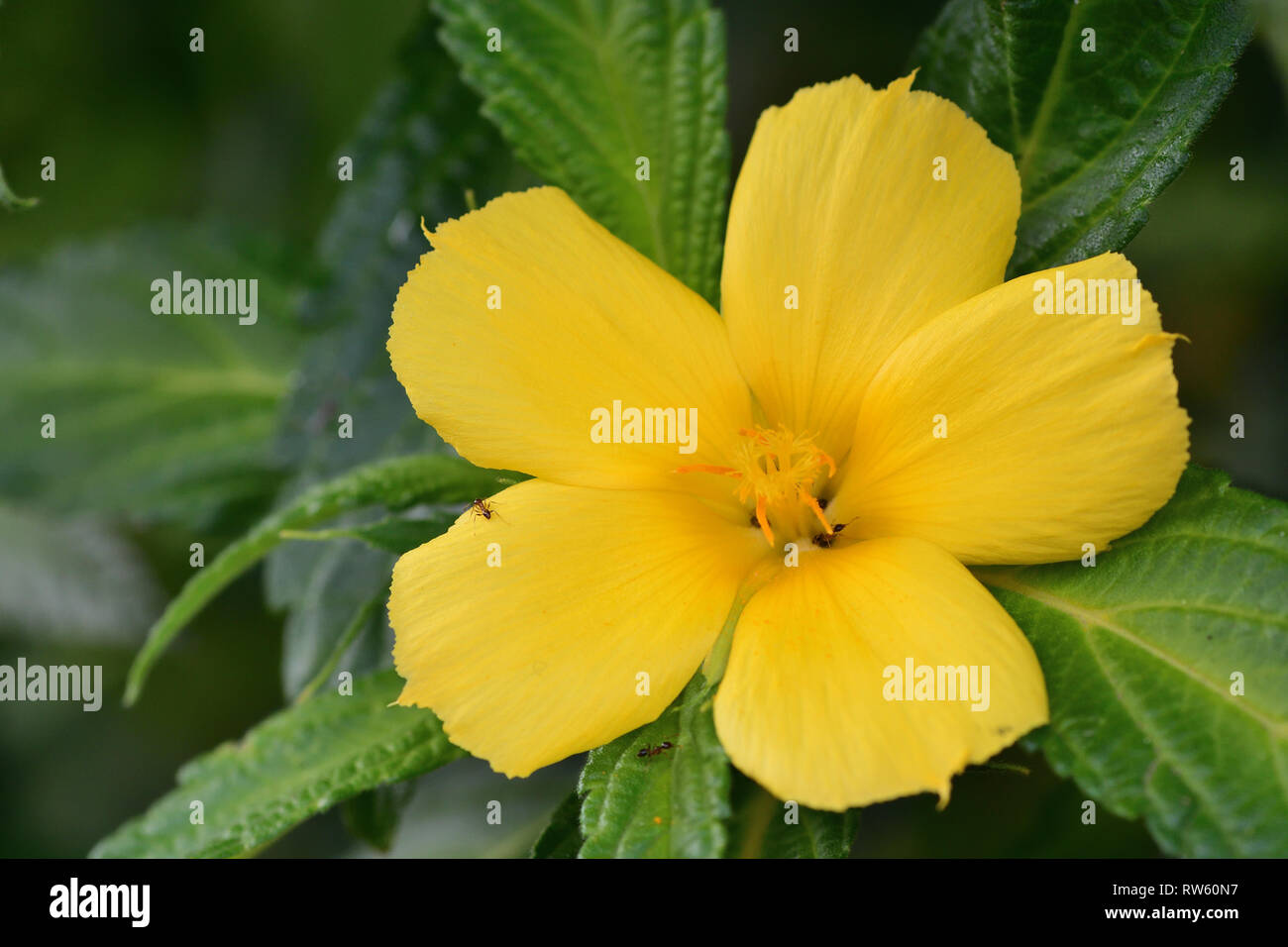 Close up of a ramgoat dashalong (turnera ulmifolia) flower in bloom Stock Photo