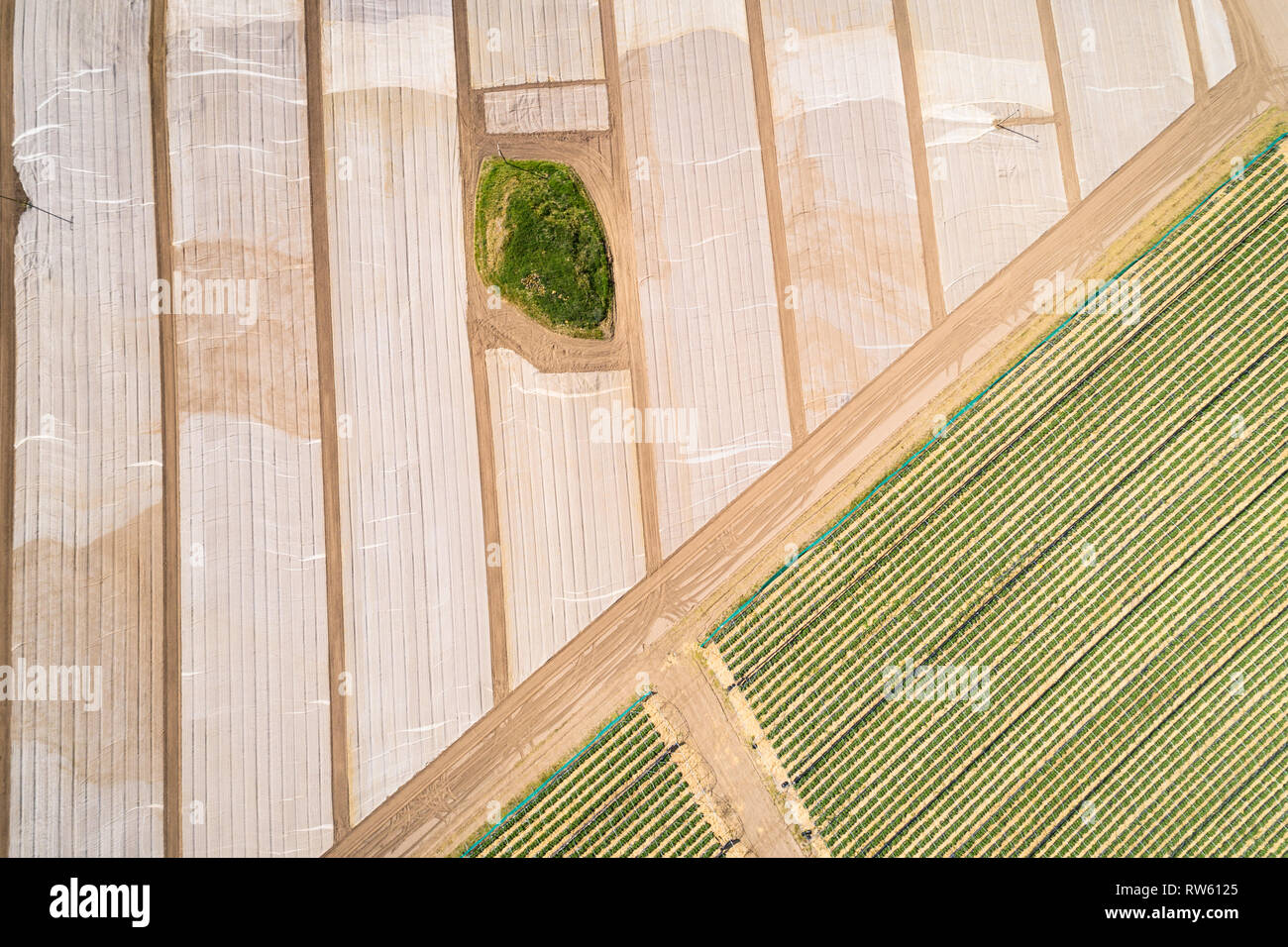 Aerial image showing fields covered in plastic sheets next to lines of strawberries near Perth, Perthshire, Scotland. Stock Photo