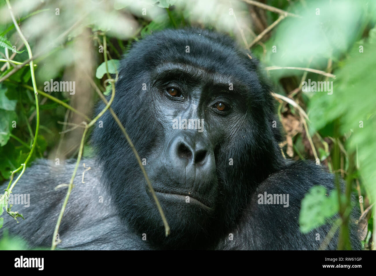 Mountain gorilla, Gorilla beringei beringei, Bwindi Impenetrable National Park, Uganda Stock Photo