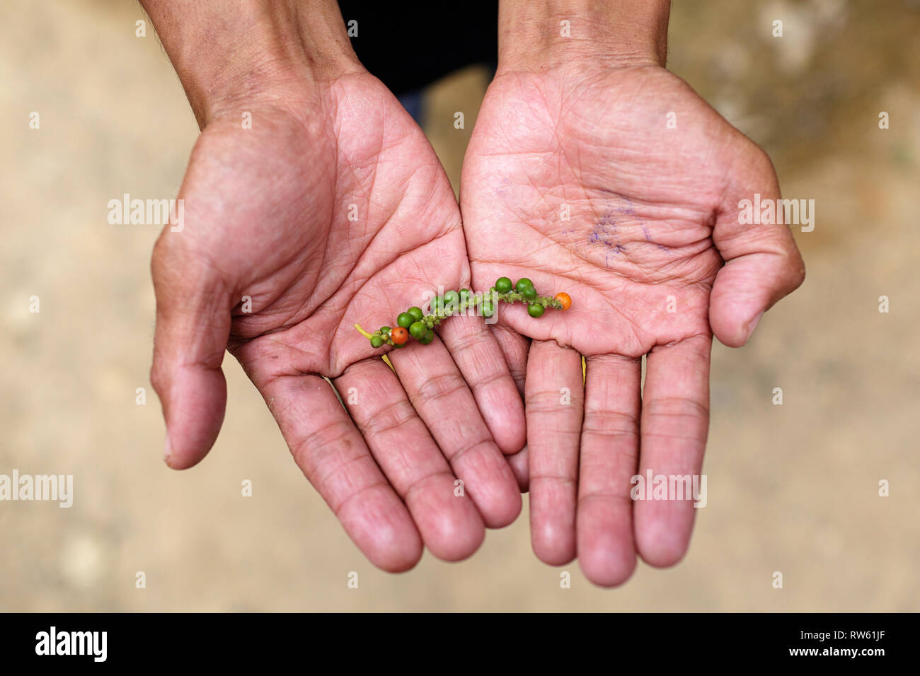 Black pepper farming hires stock photography and images Alamy