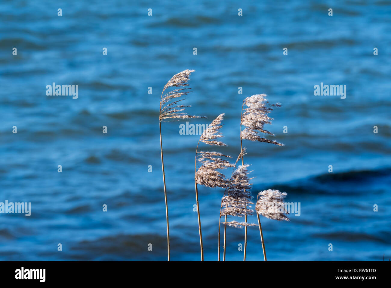 Reeds flowers hi-res stock photography and images - Alamy