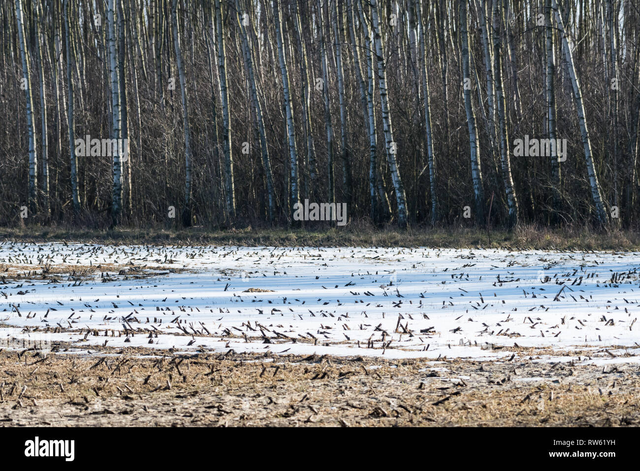 Tree field last snow hi-res stock photography and images - Alamy