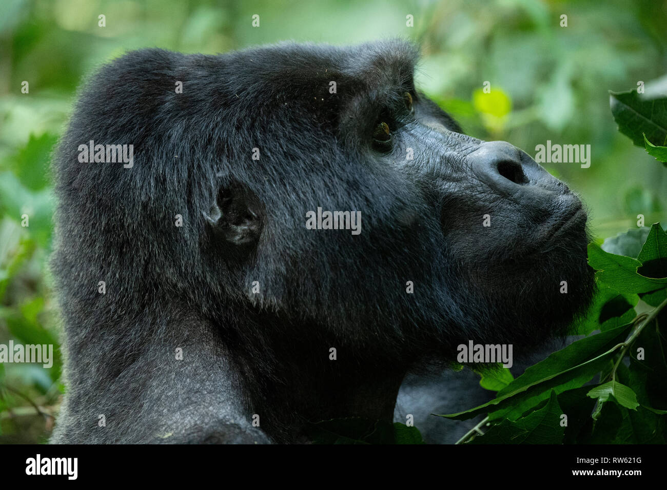 CALVENDO Puzzle 1000 Teile – Süßer Berggorilla In Uganda, 64x48 Cm | Premium-Qualität, Präzise Stanzung Aus Europa