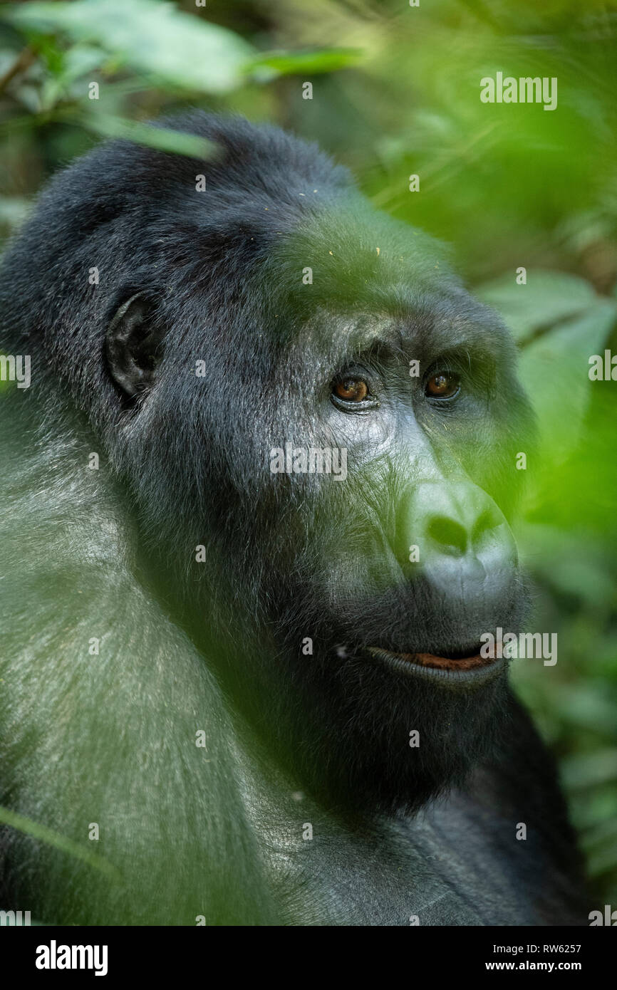 Mountain gorilla, Gorilla beringei beringei, Bwindi Impenetrable National Park, Uganda Stock Photo