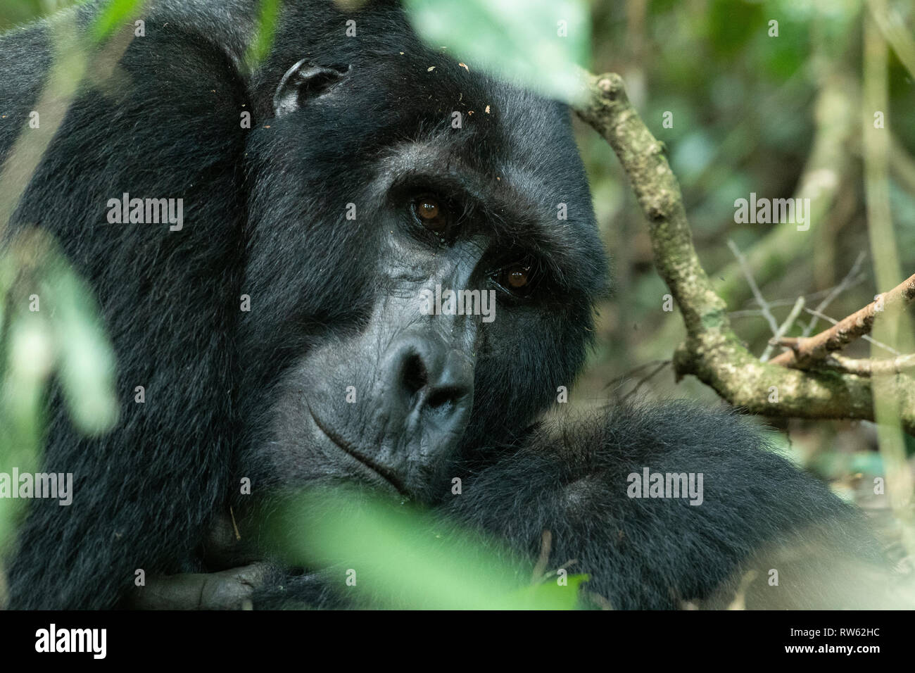 Mountain gorilla, Gorilla beringei beringei, Bwindi Impenetrable National Park, Uganda Stock Photo