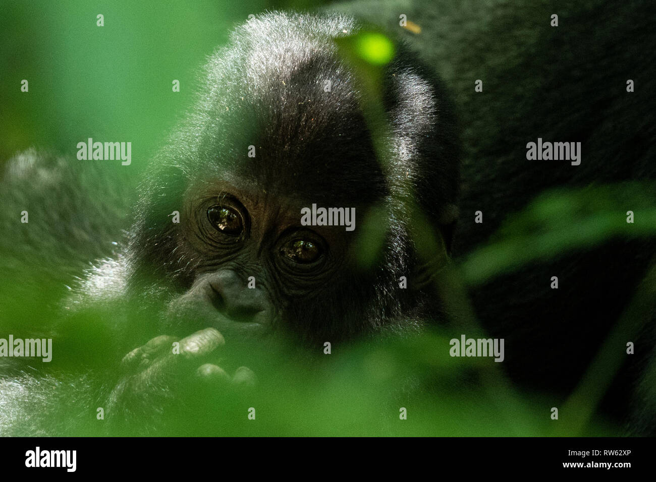 Baby mountain gorilla, Gorilla beringei beringei, Bwindi Impenetrable National Park, Uganda Stock Photo