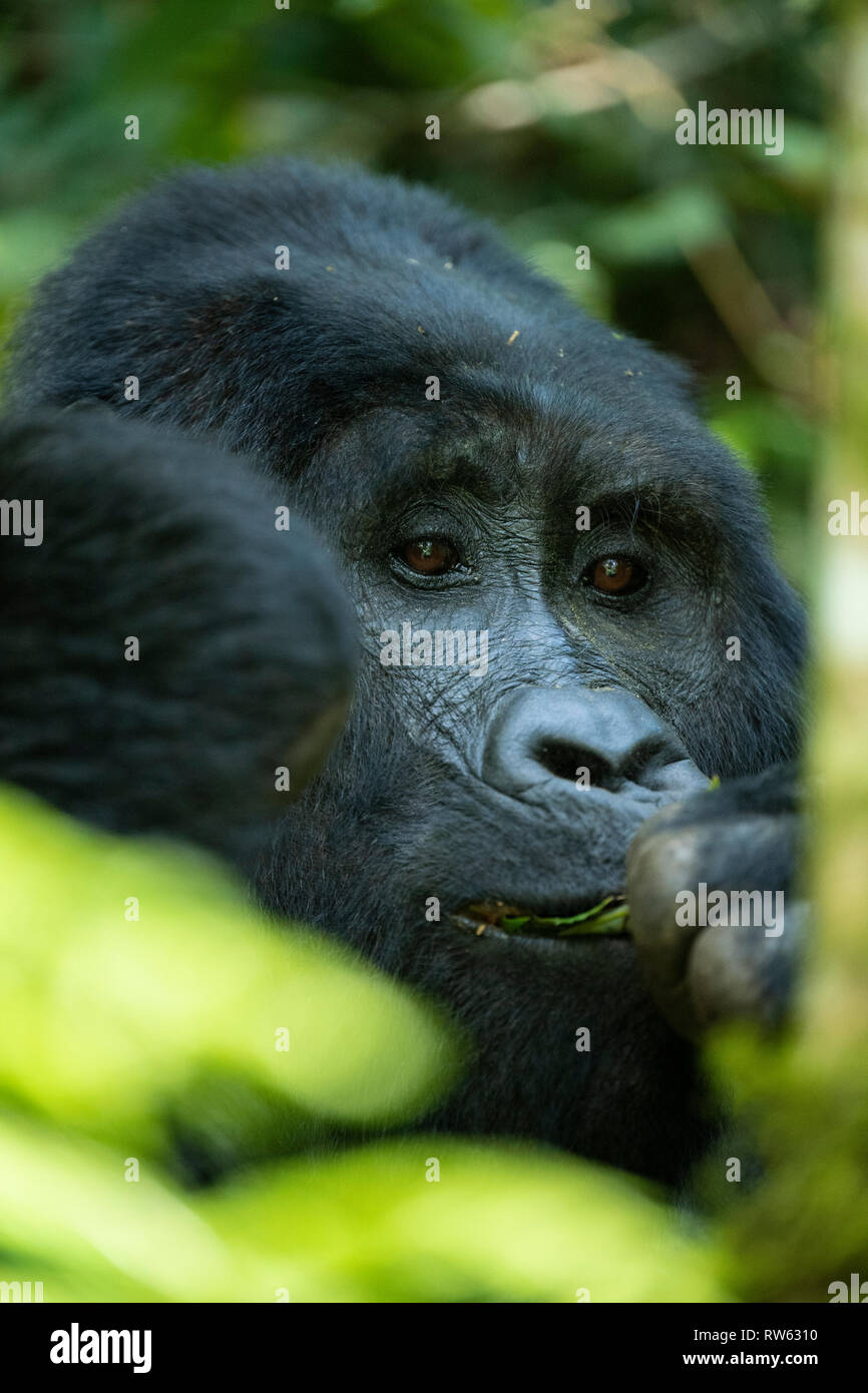 Mountain gorilla, Gorilla beringei beringei, Bwindi Impenetrable National Park, Uganda Stock Photo
