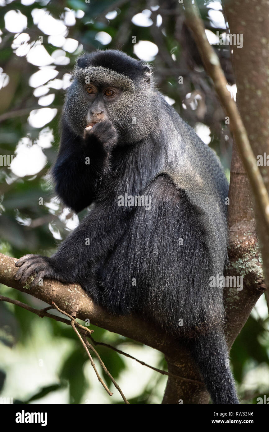 Blue monkey, Cercopithecus mitts, Bwindi Impenetrable National Park, Uganda Stock Photo