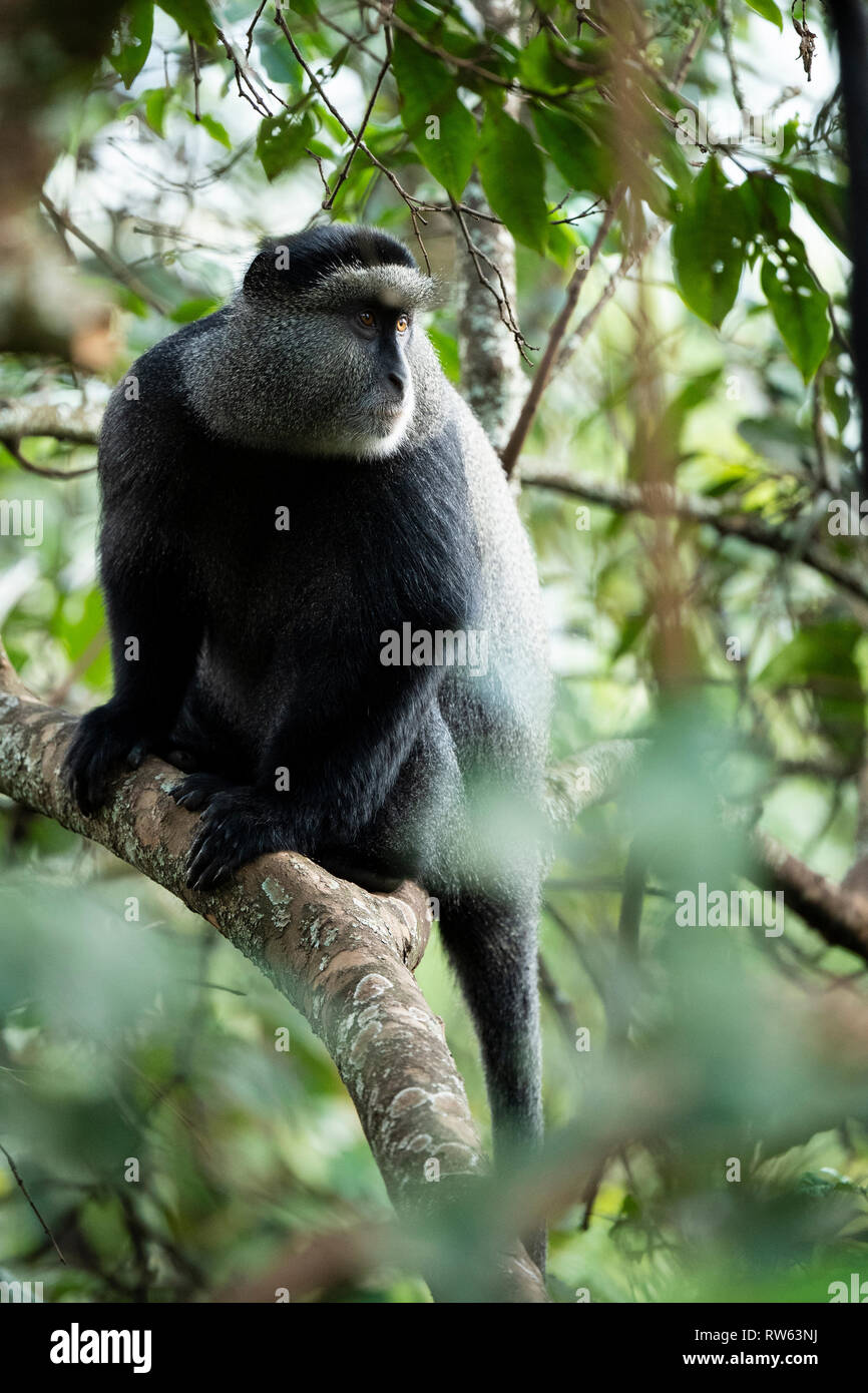 Blue monkey, Cercopithecus mitts, Bwindi Impenetrable National Park, Uganda Stock Photo