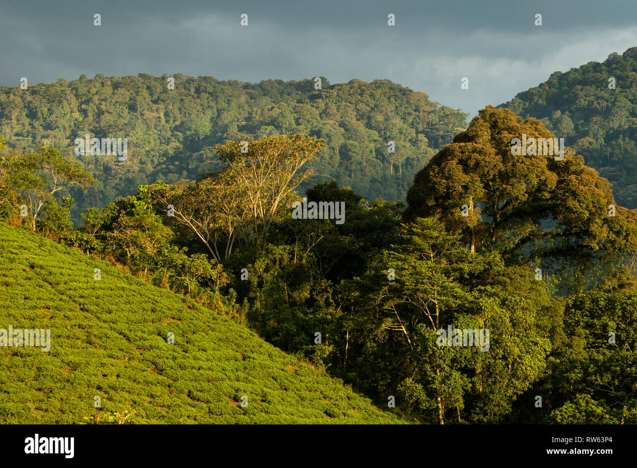 Tea plantations at the edge of Bwindi Impenetrable National Park, Uganda Stock Photo