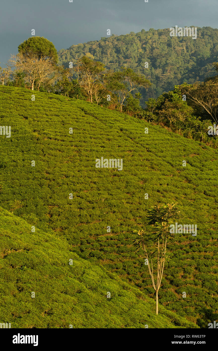 Tea plantations at the edge of Bwindi Impenetrable National Park, Uganda Stock Photo