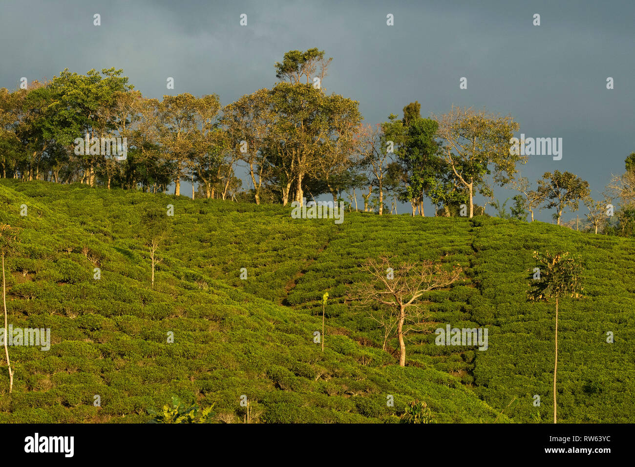 Tea plantations at the edge of Bwindi Impenetrable National Park, Uganda Stock Photo