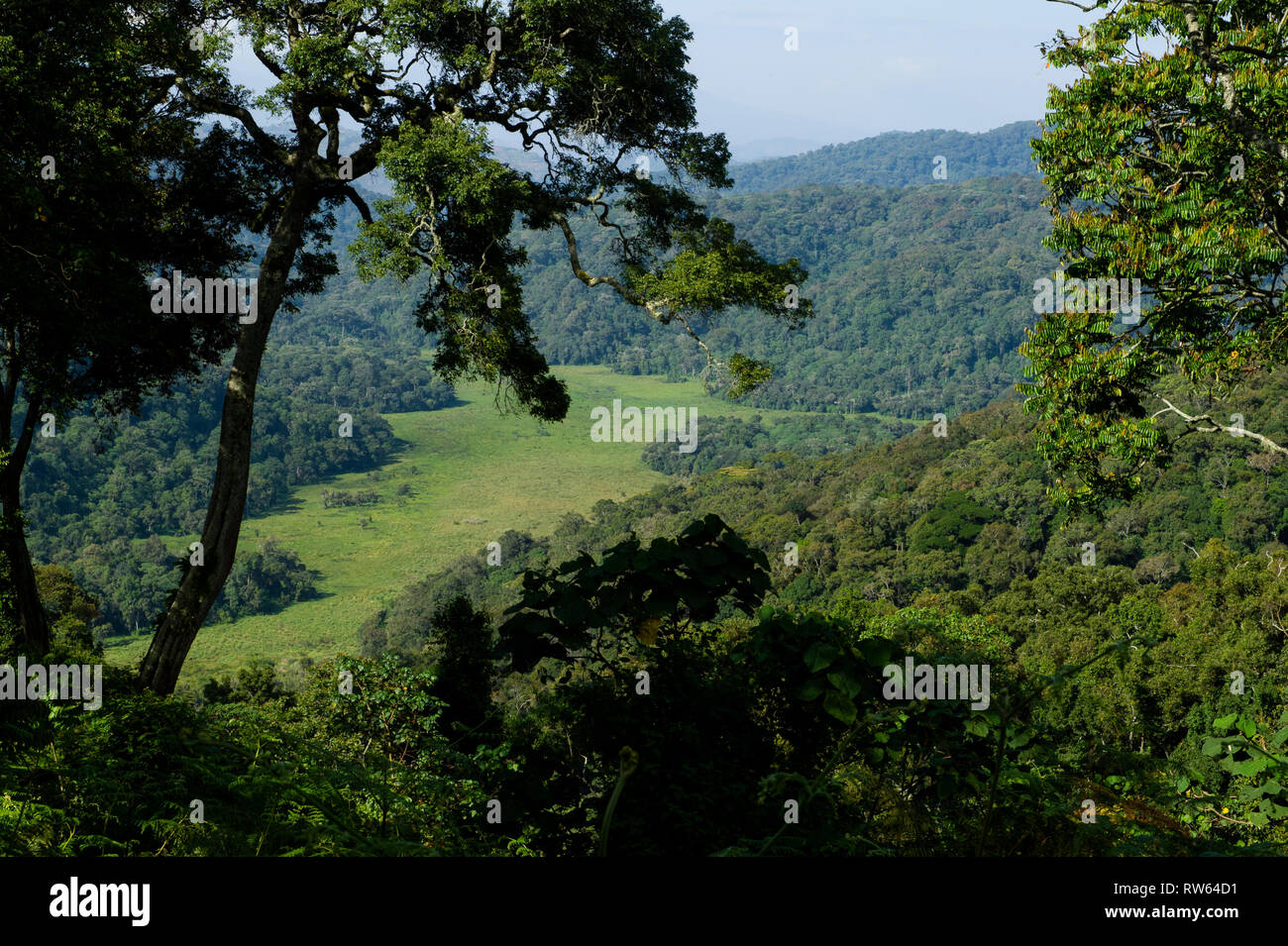 Mubwindi swamp, Bwindi Impenetrable National Park, Uganda Stock Photo ...