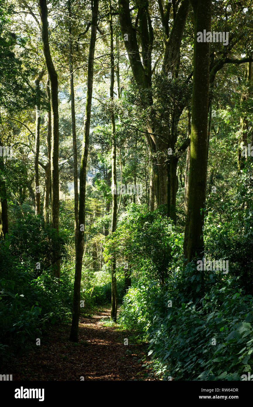 Forest path, Bwindi Impenetrable National Park, Uganda Stock Photo