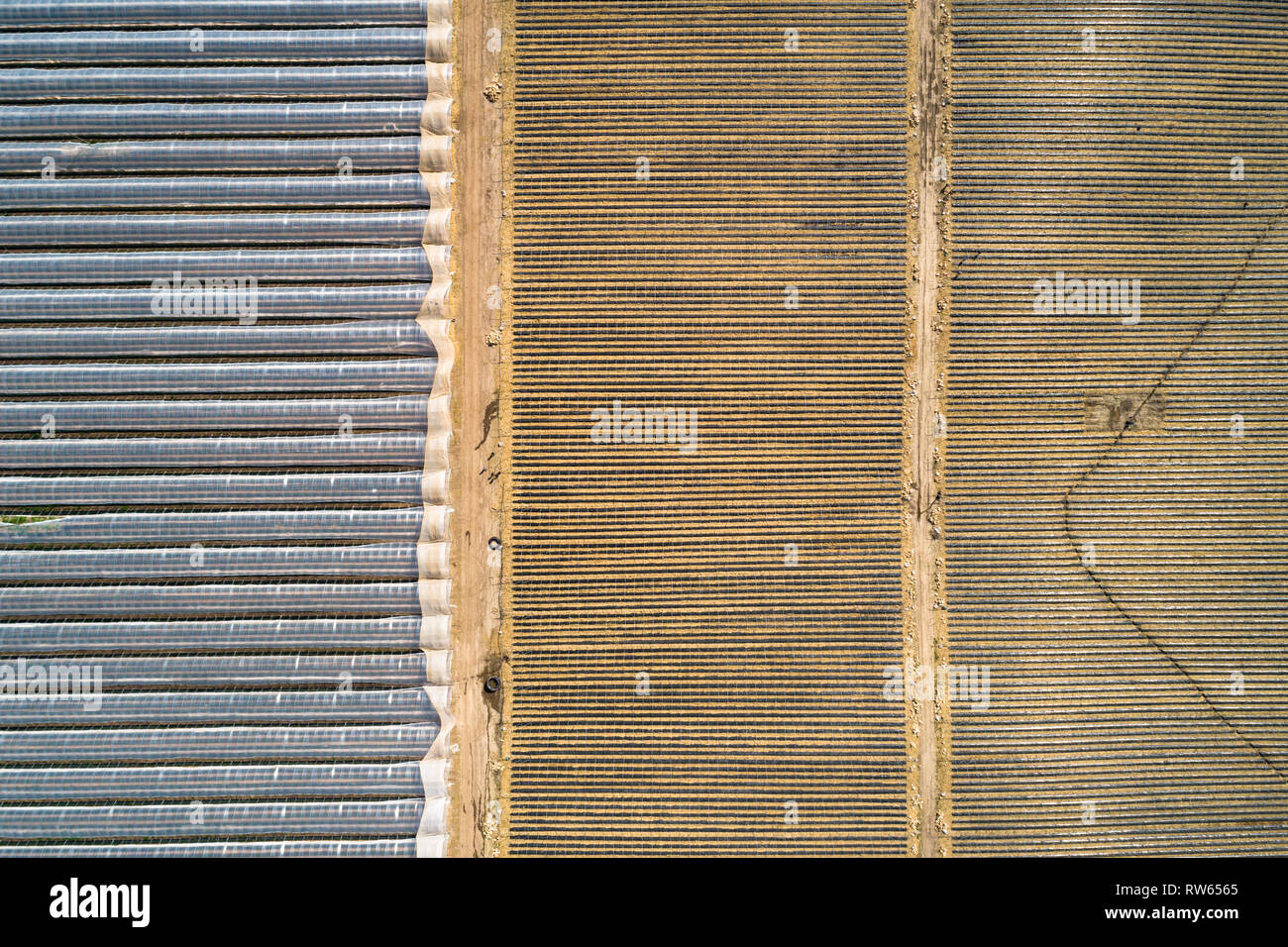 Aerial image showing poly tunnels used for growing soft fruit near Perth, Perthshire, Scotland. Stock Photo