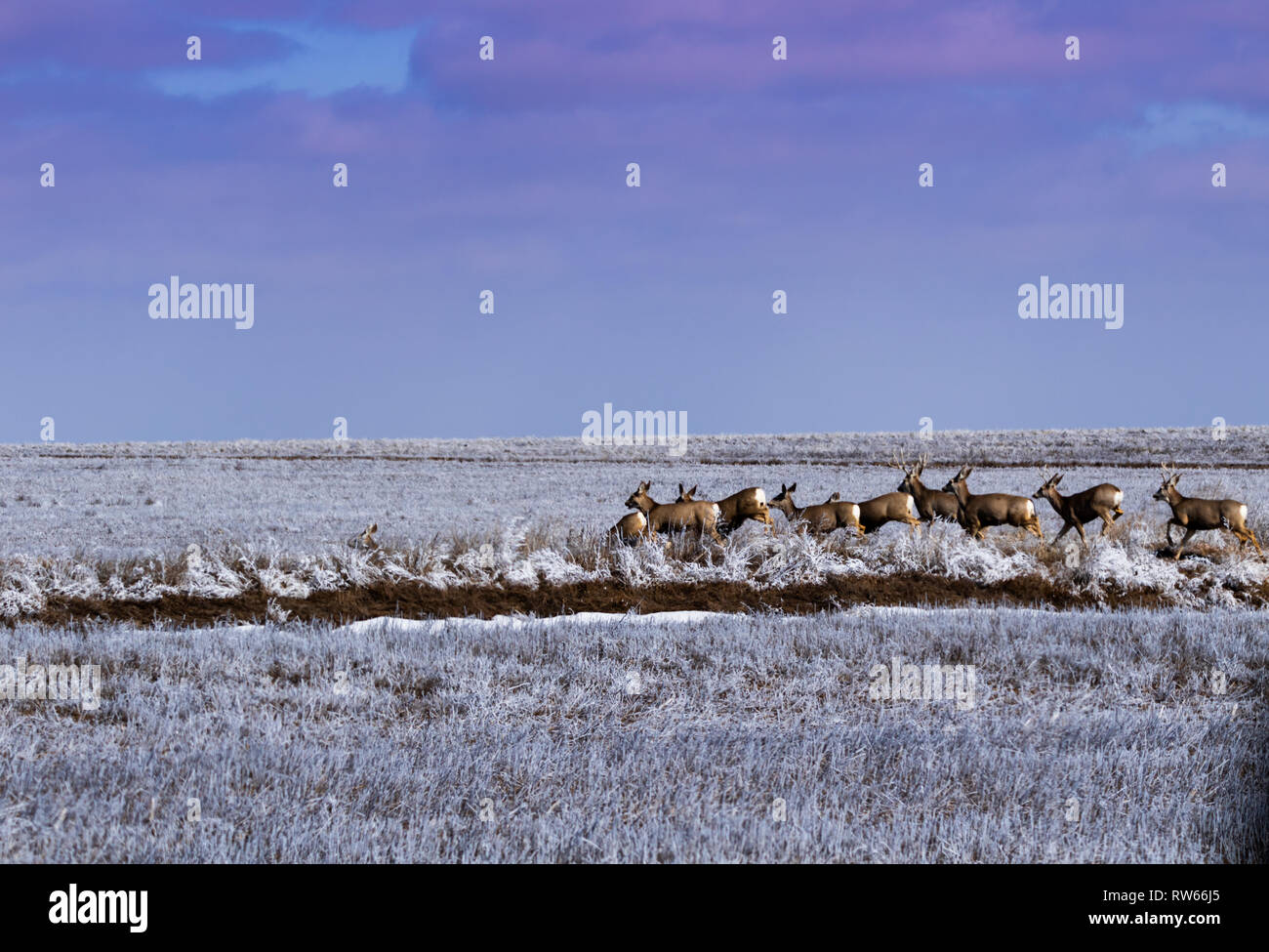A herd of Mule Deer run across a frosted open field located in Scott City , Kansas 2019 Stock