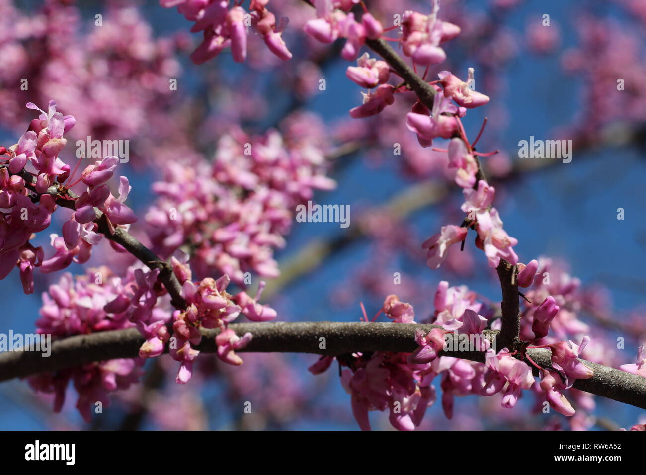 Japanese Cherry Blossom in Atlanta Stock Photo