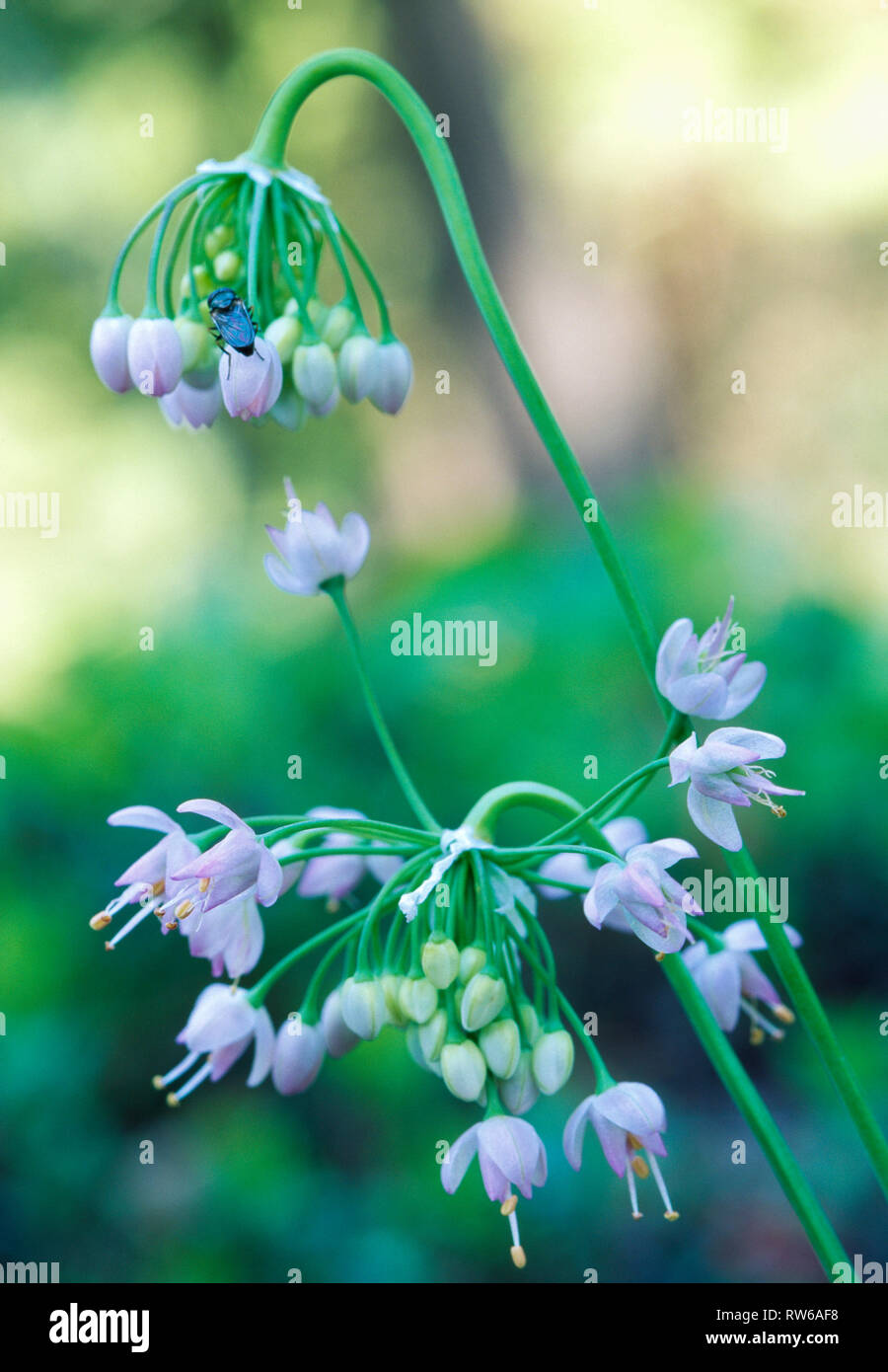 Nodding wild onion hi-res stock photography and images - Alamy