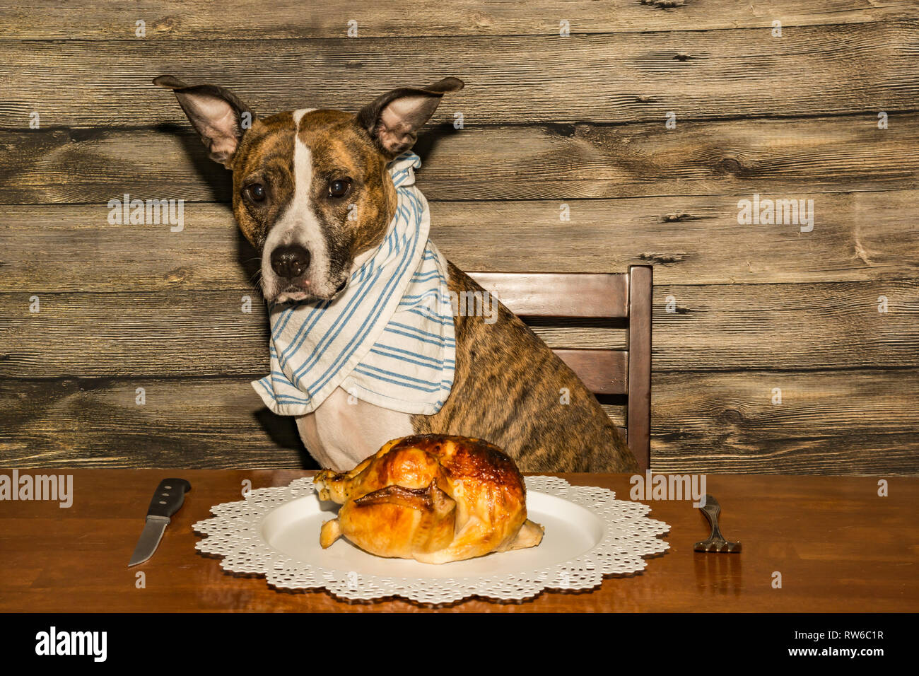 A cute dog begging for dinner Stock Photo