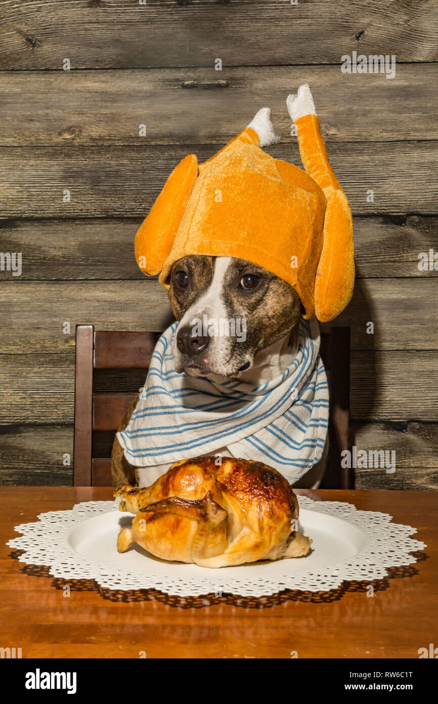A cute dog begging for the holiday dinner. Stock Photo