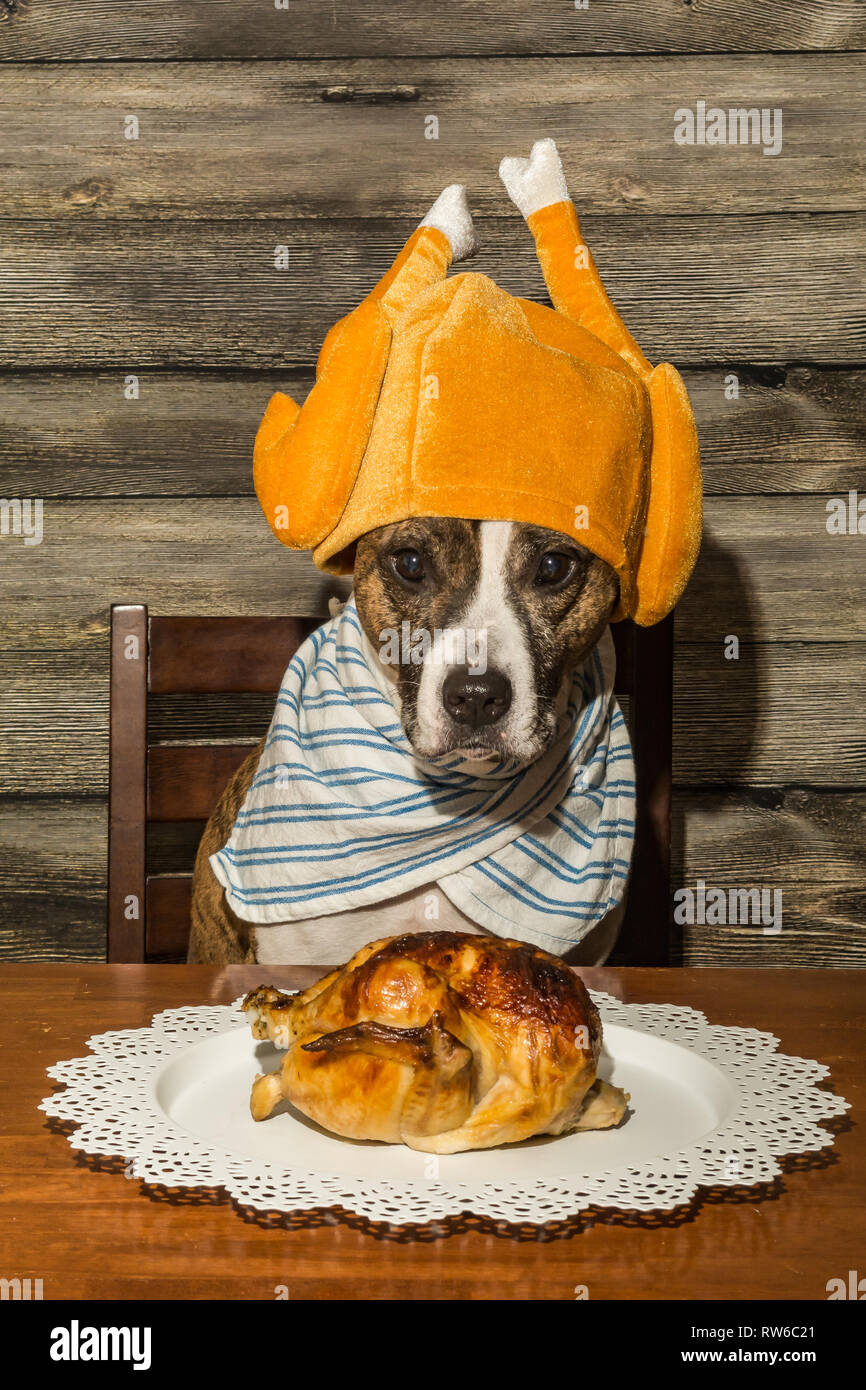 A cute dog begging for the holiday dinner. Stock Photo