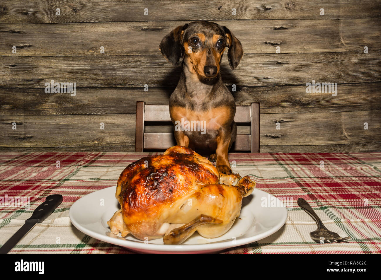 A Dachshund puppy begging for the holiday dinner. Stock Photo