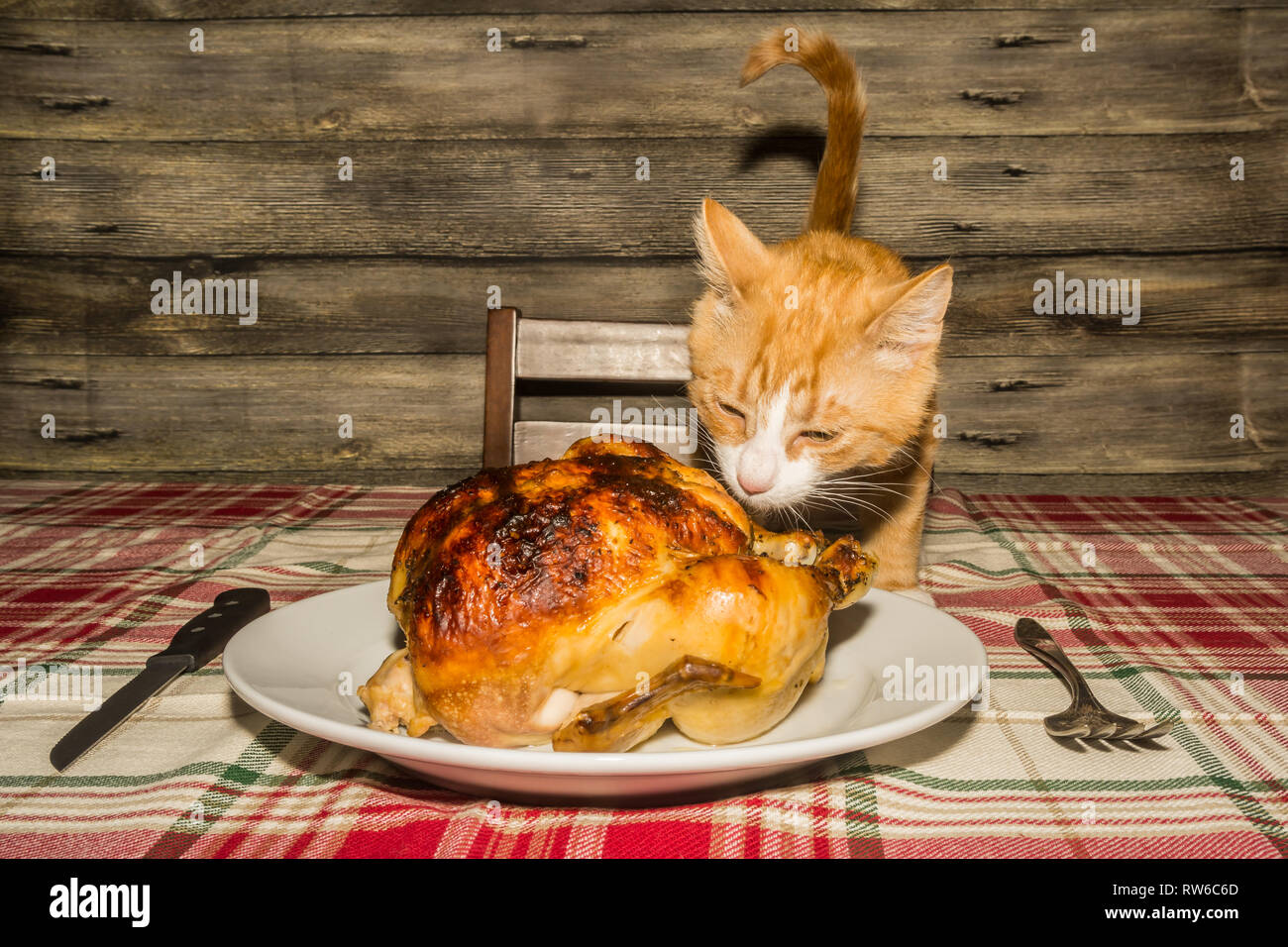 Kitten Stealing the Holiday Dinner Stock Photo