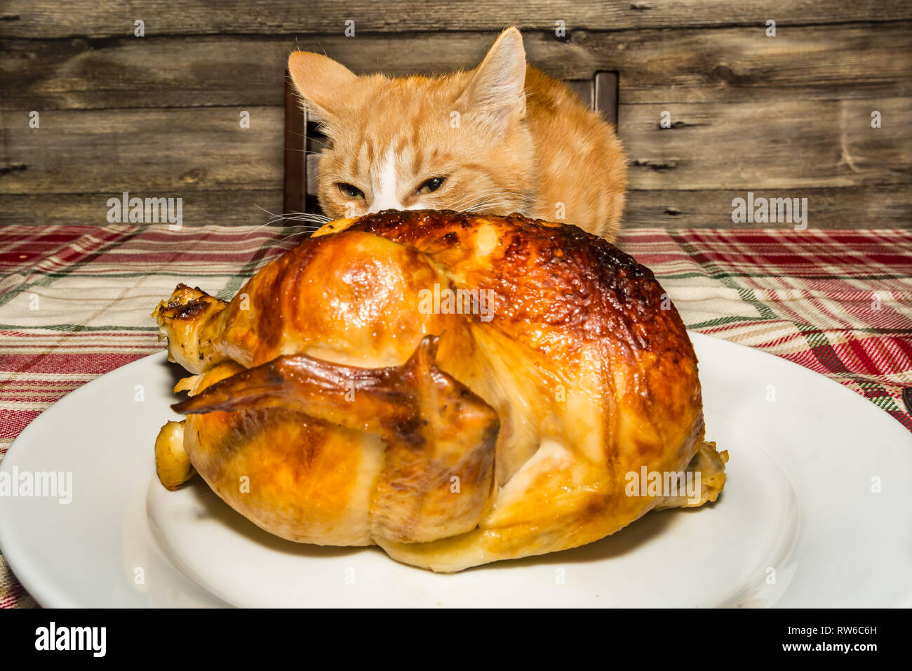 Kitten Stealing the Holiday Dinner Stock Photo