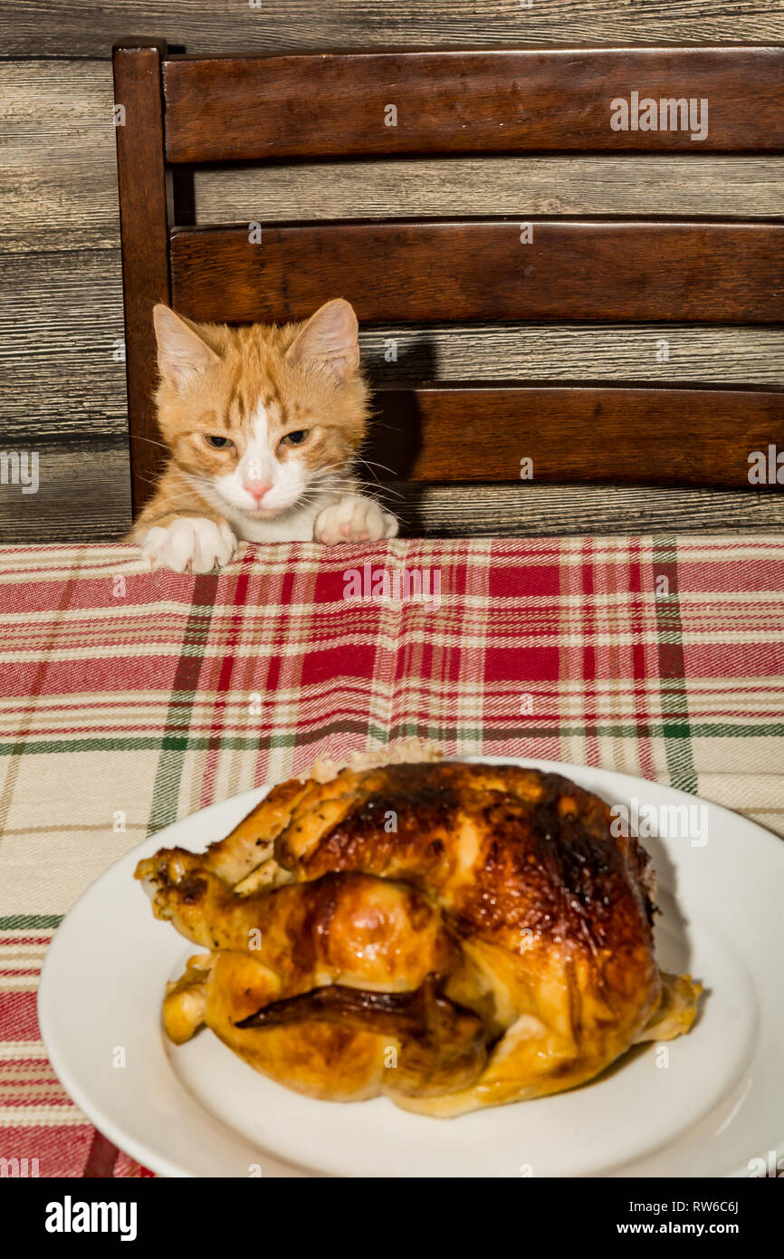 Kitten Stealing the Holiday Dinner Stock Photo