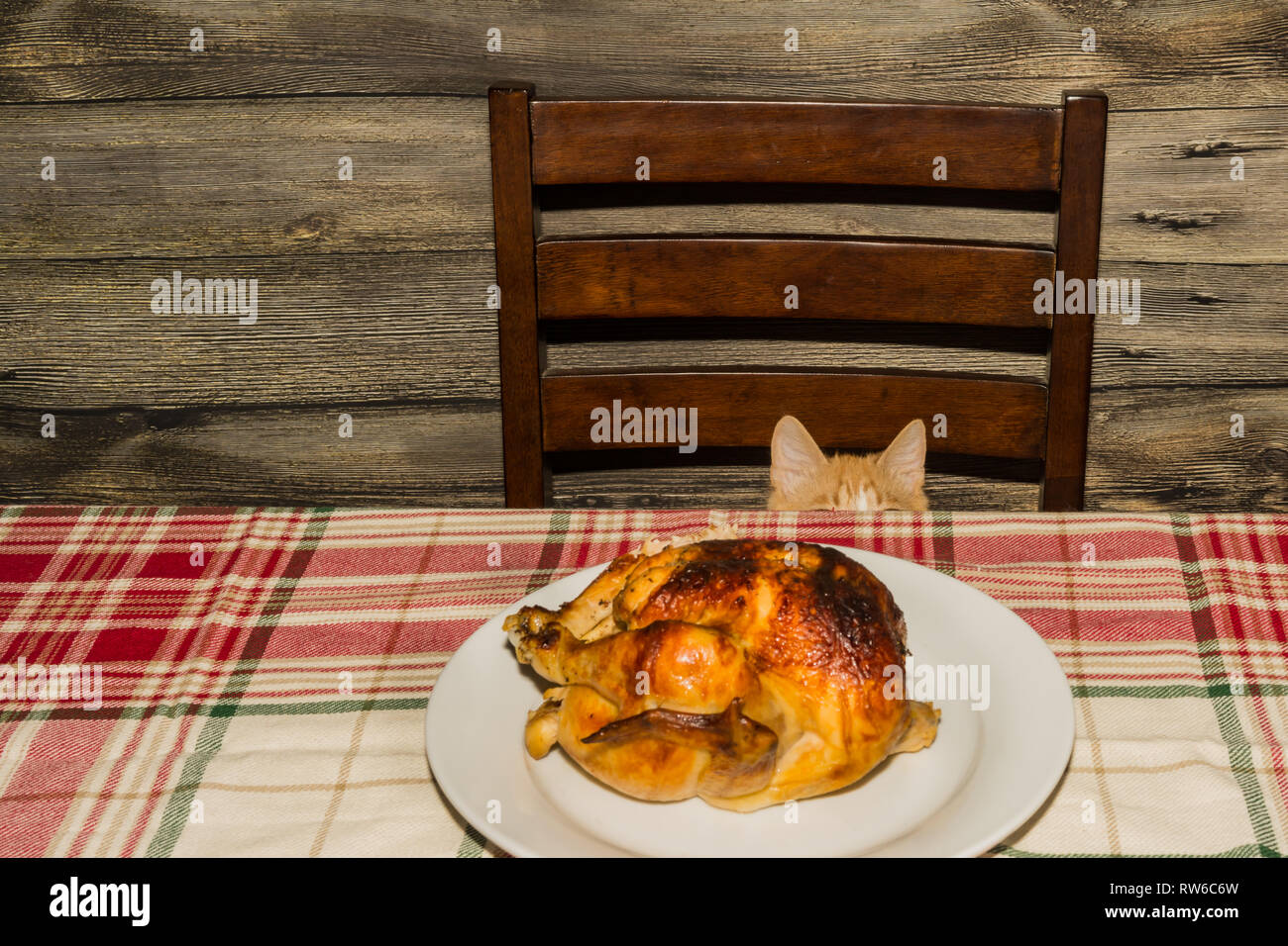 Kitten Stealing the Holiday Dinner Stock Photo