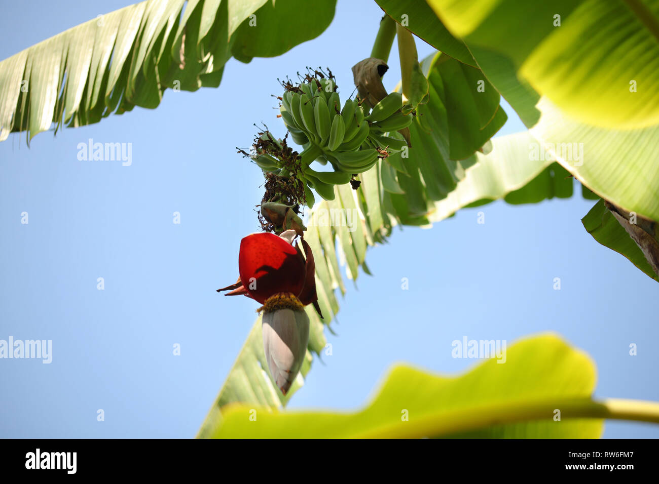 Bunch of green unripe bananas growing on palm tree, some leaves and