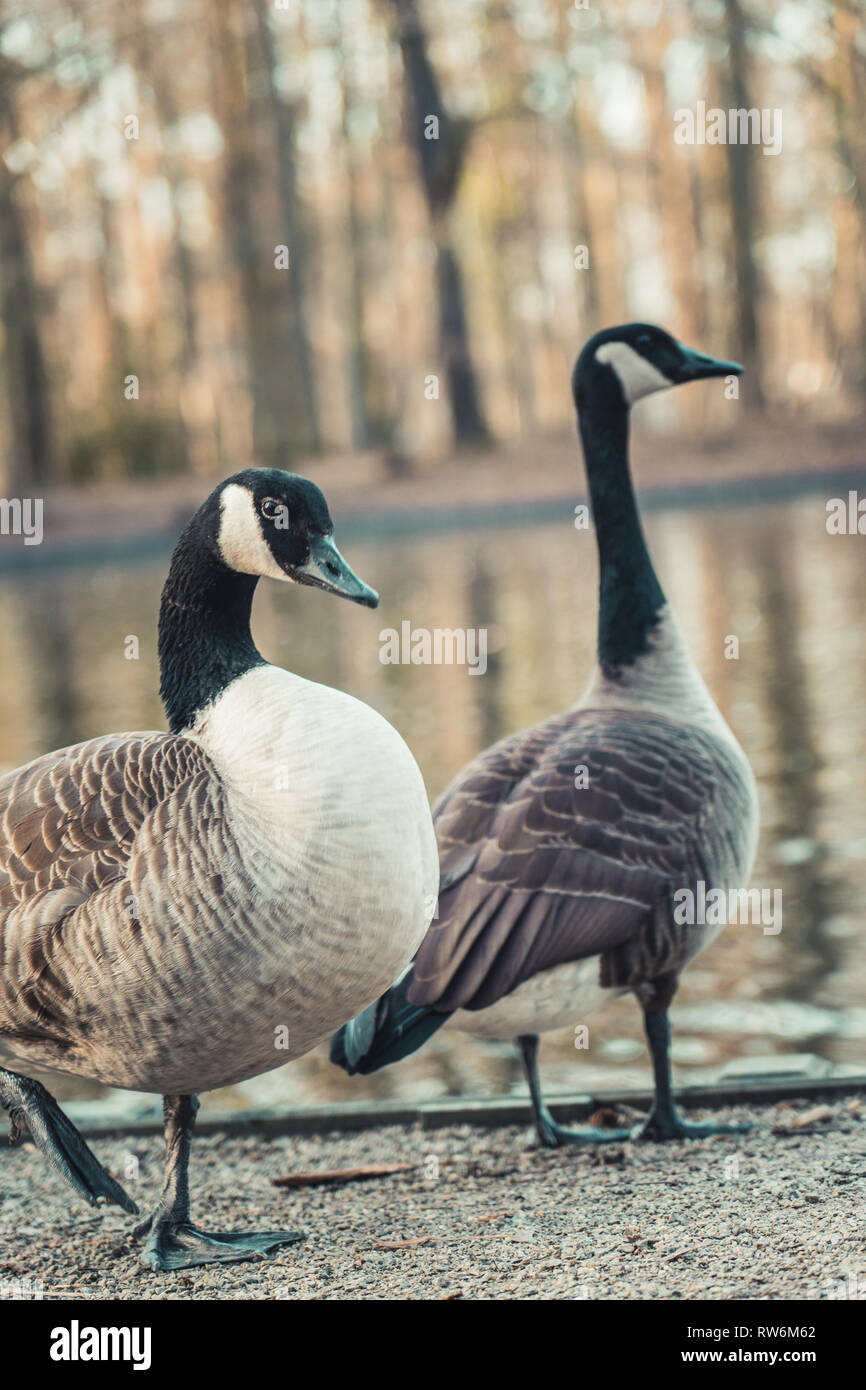 Two Canada Geese at the edge of a small pond in Cologne, Germany Stock  Photo - Alamy