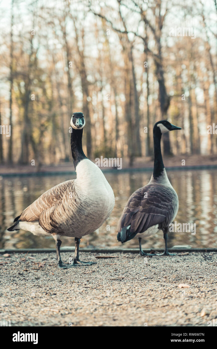 Two Canada Geese at the edge of a small pond in Cologne, Germany. Stock Photo