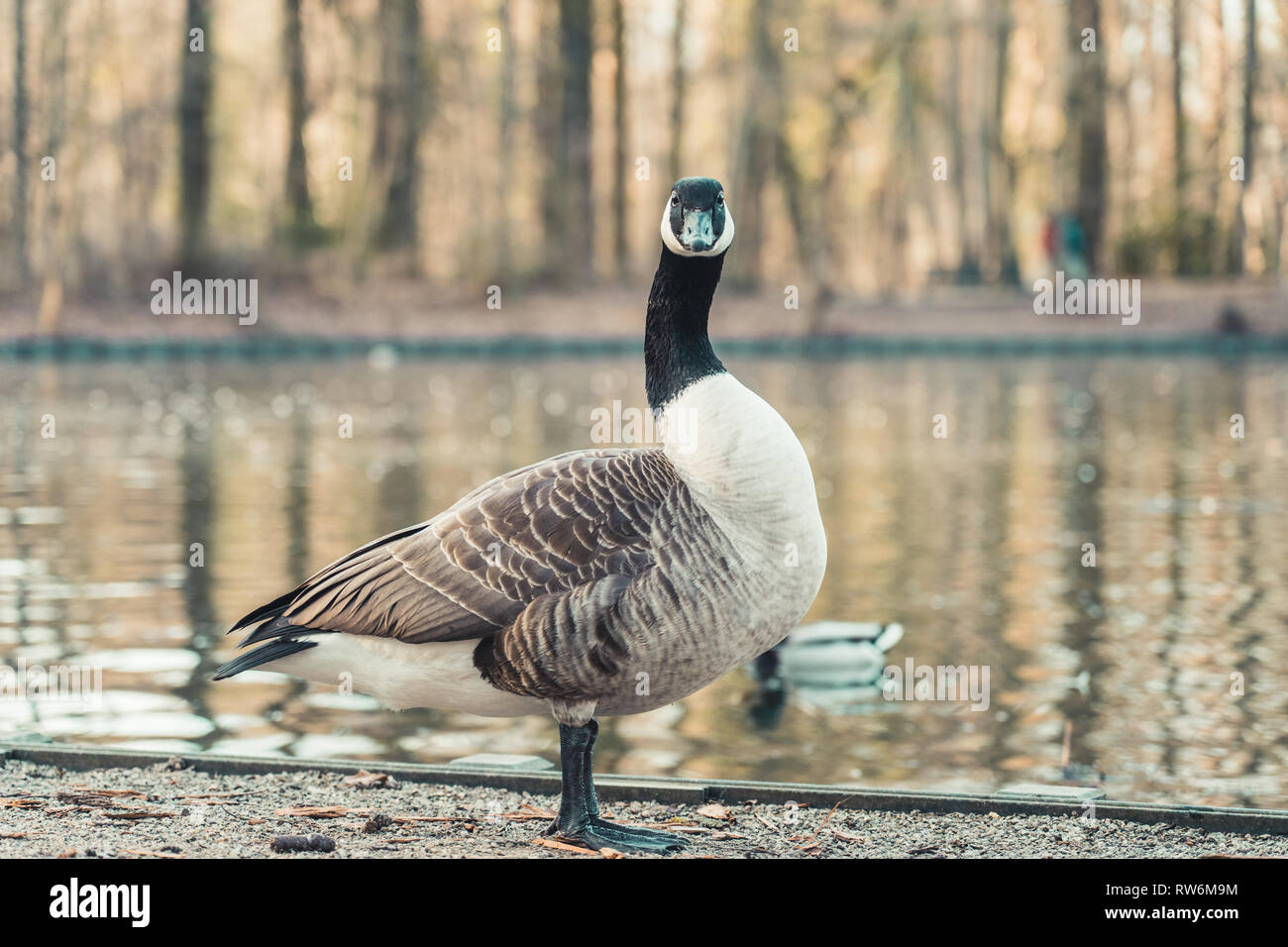 Canada Goose at the edge of a small pond in Cologne, Germany Stock Photo -  Alamy