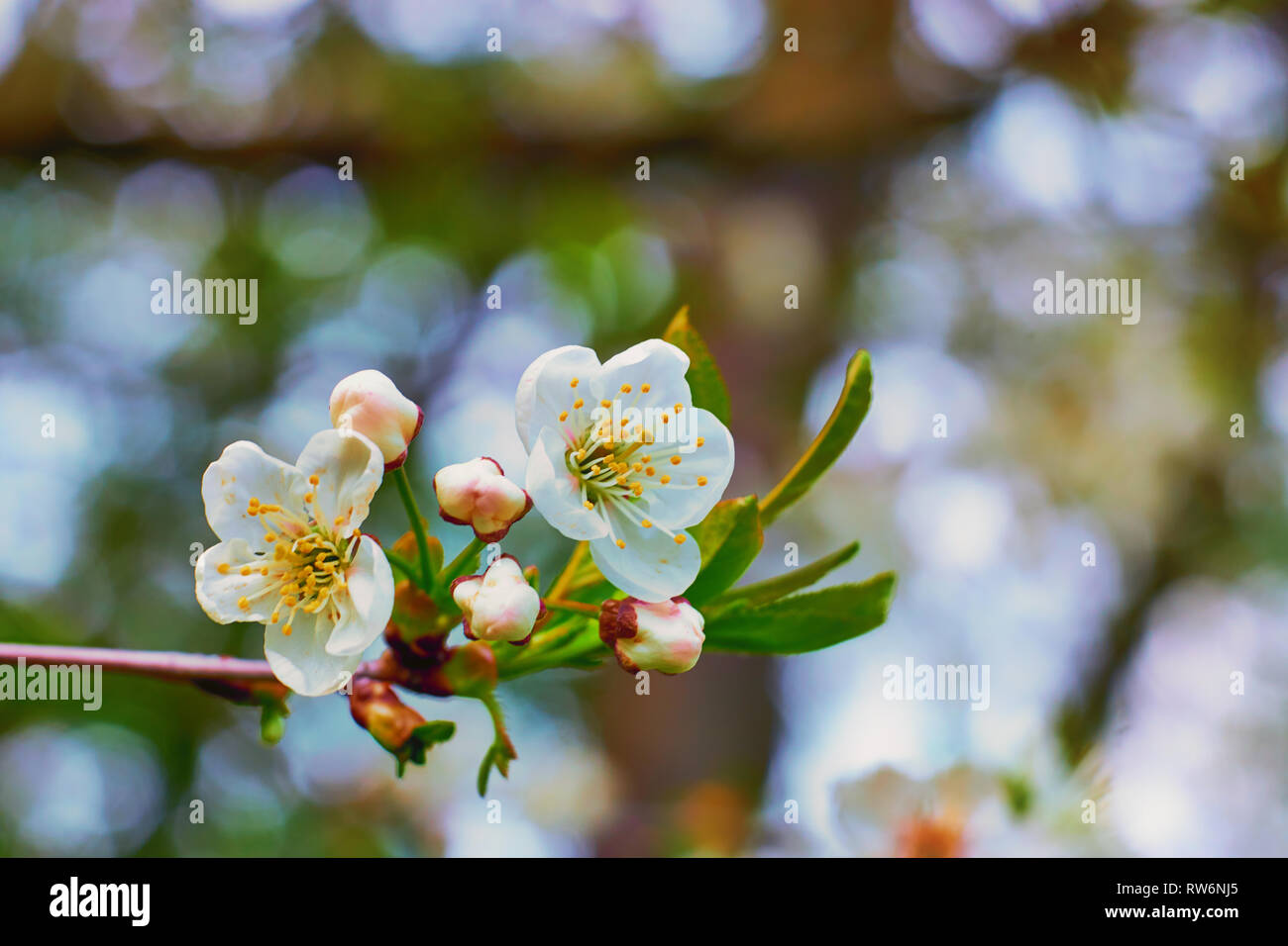 Luminous cherry blossom with blurred background Stock Photo - Alamy
