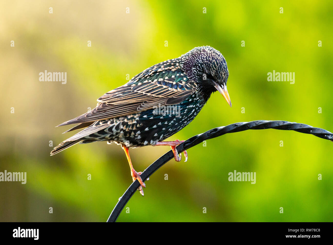 UK Weather: A Starling (Sturnus vulgaris) perches on the trellis of a garden bird feeder Stock Photo