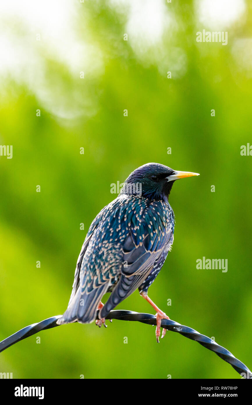 UK Weather: A Starling (Sturnus vulgaris) perches on the trellis of a garden bird feeder Stock Photo