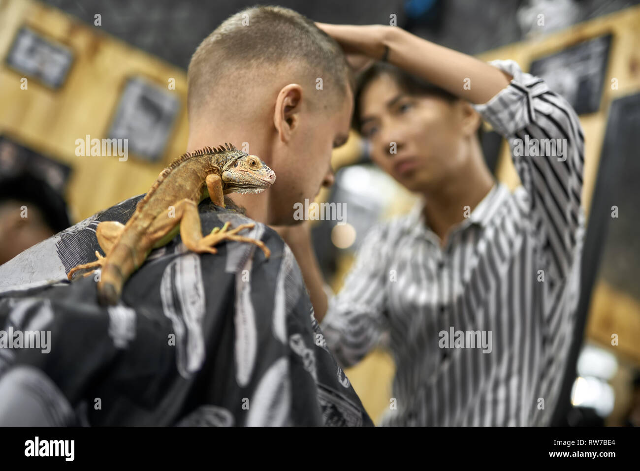 Stylish white guy in a black salon cape with an iguana on his shoulder in the barbershop. Asian barber in a white-black shirt is cutting his hair. Clo Stock Photo