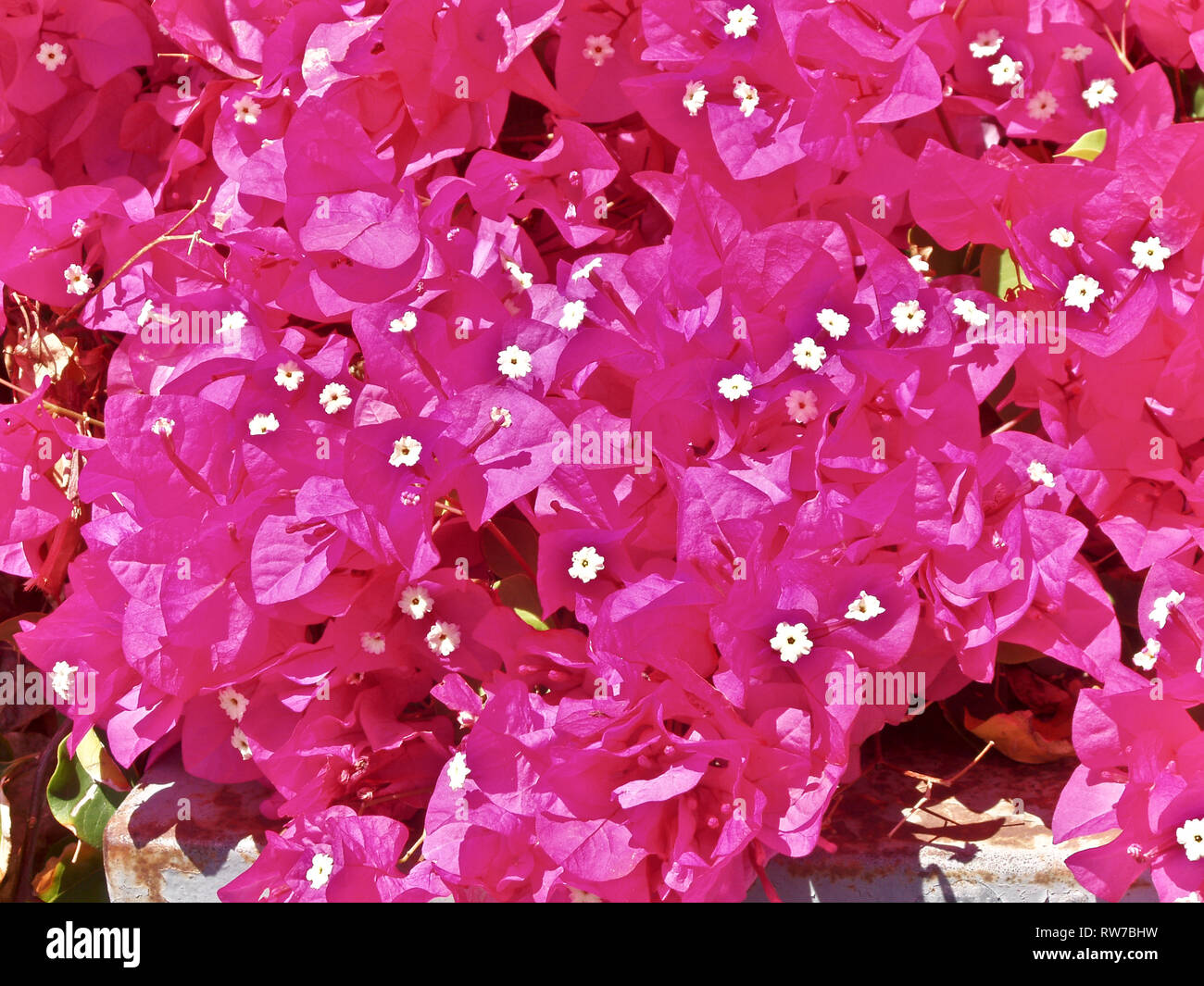 Red Bougainvillea blooms Stock Photo Alamy