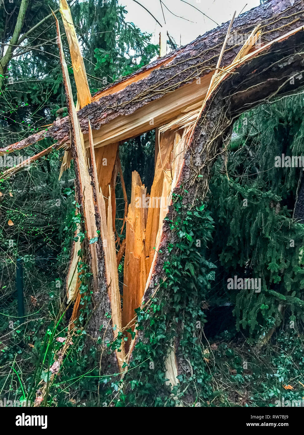 Lightning tree damage hires stock photography and images Alamy