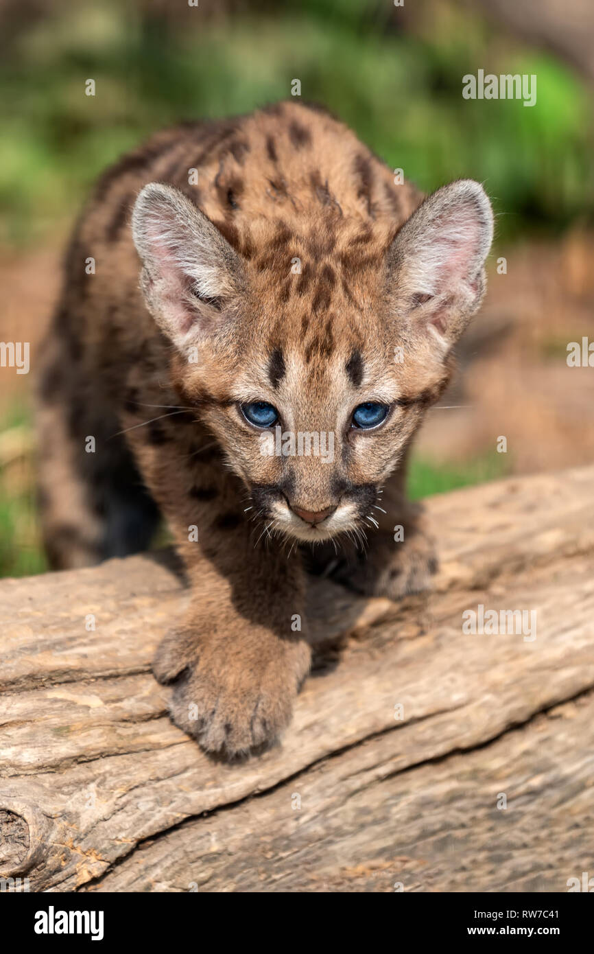 Portrait baby cougar, mountain lion or puma Stock Photo