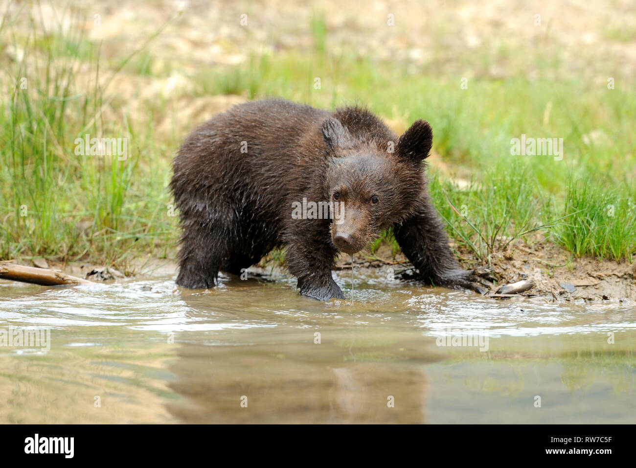 Wild brown bear cub closeup in summer forest Stock Photo - Alamy