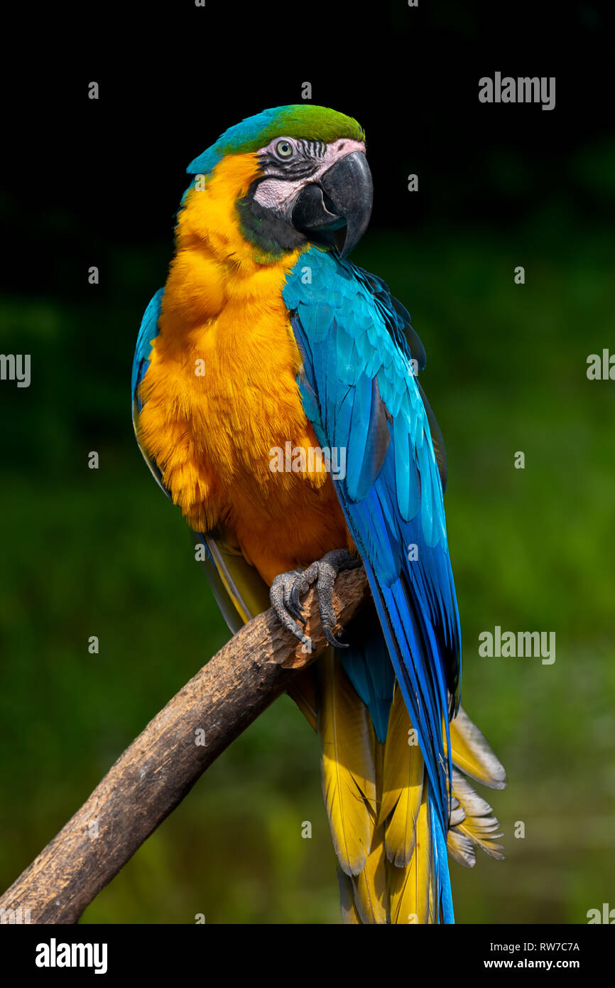 Parrot bird (Severe Macaw) sitting on the branch on dark background Stock Photo