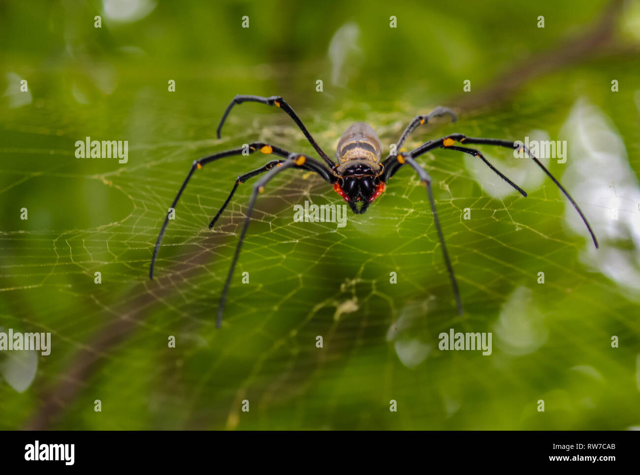 giant spider in web looking in the camera, travel adventure Australia rainforest animal portrait, fear arachnophobia Stock Photo