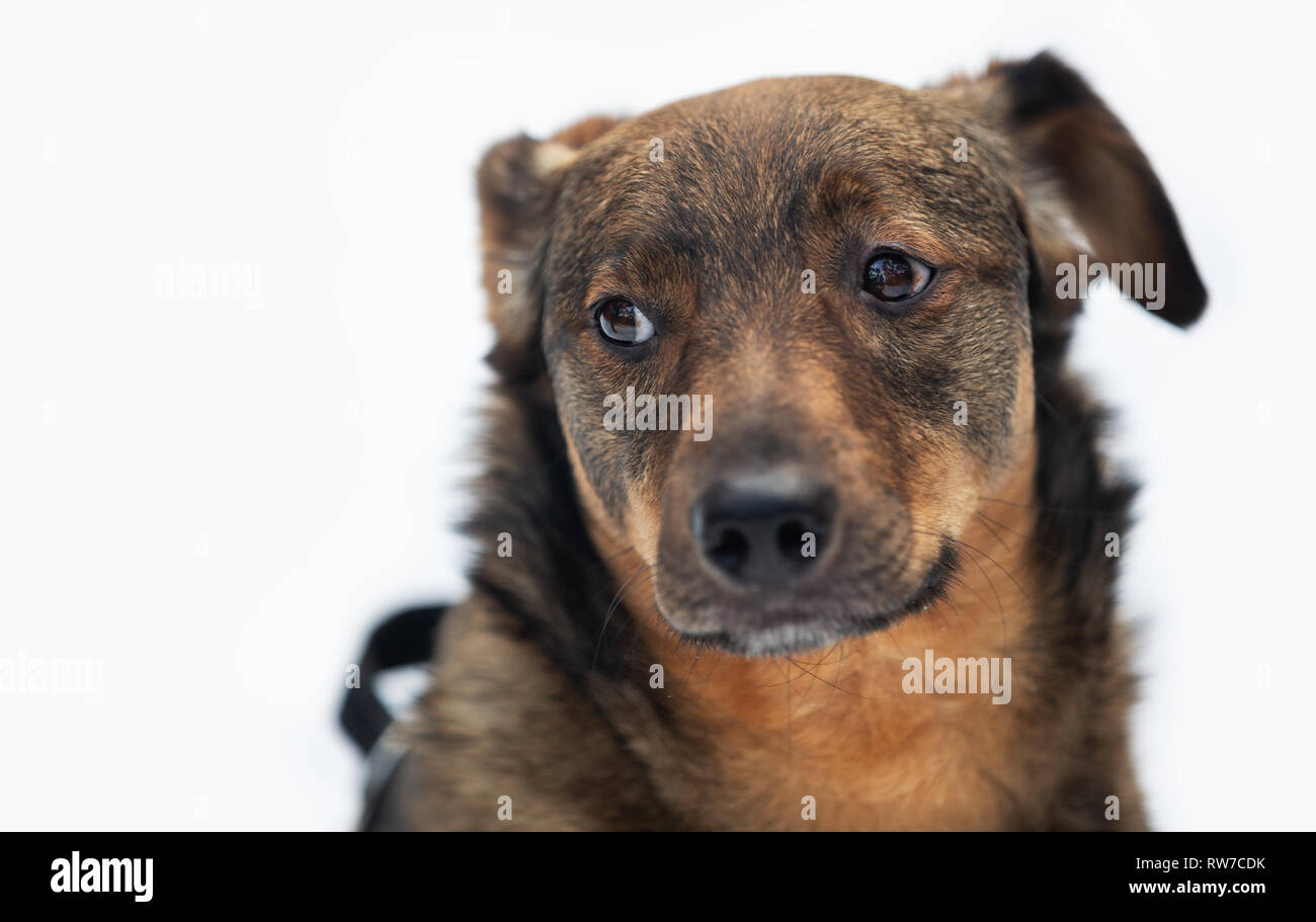 Winter portrait of a crossbreed dog Stock Photo