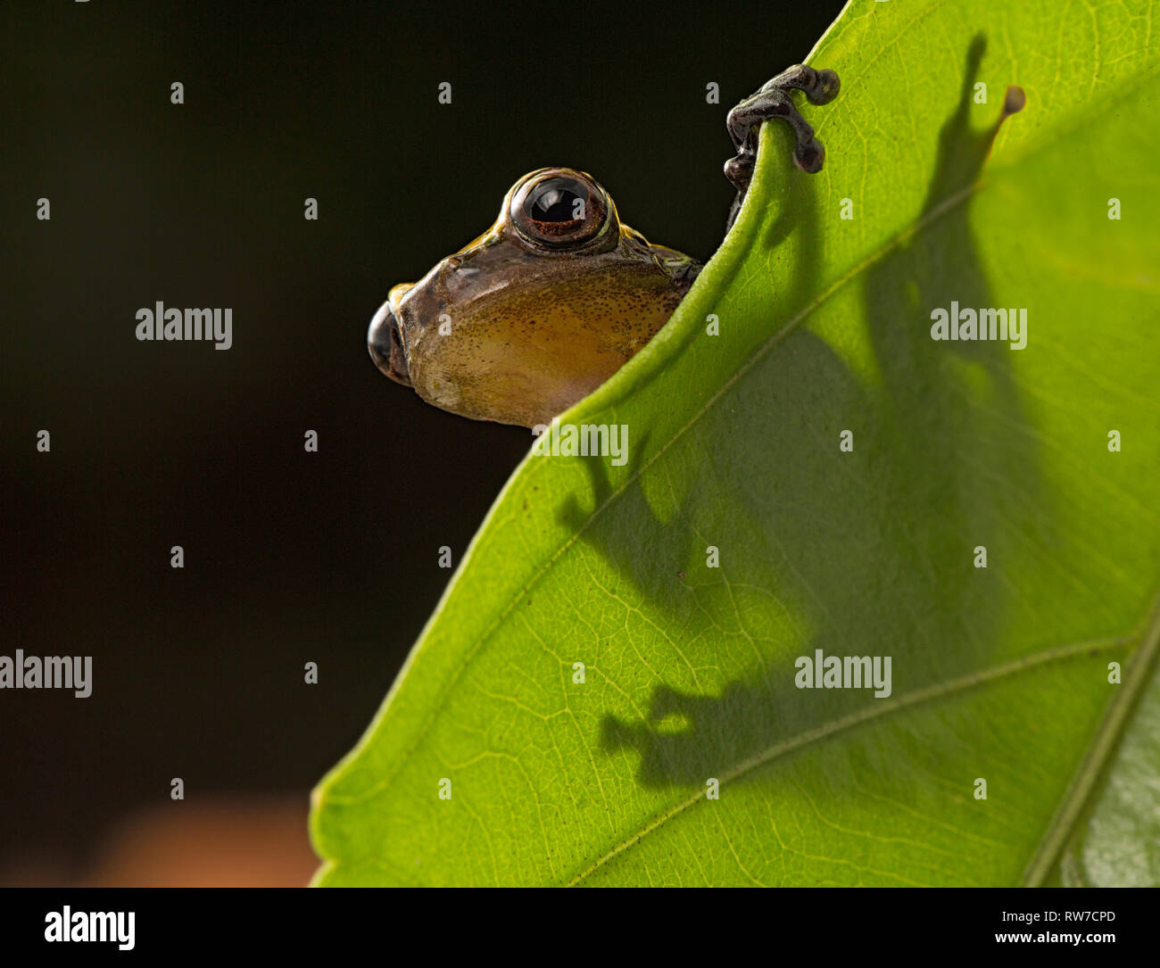 Curious little frog peeping over edge of leaf. Dendropsophus manonegra an amphibian species of the Amazon rain forest of Colombia Brazil and Ecuador,  Stock Photo