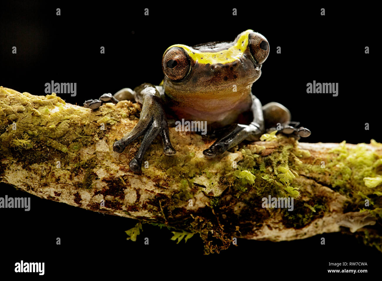 funny curious tree frog dendropsophus manonegra a small treefrog from the Amazon rain forest in Colombia A nocturnal jungle animal. Stock Photo