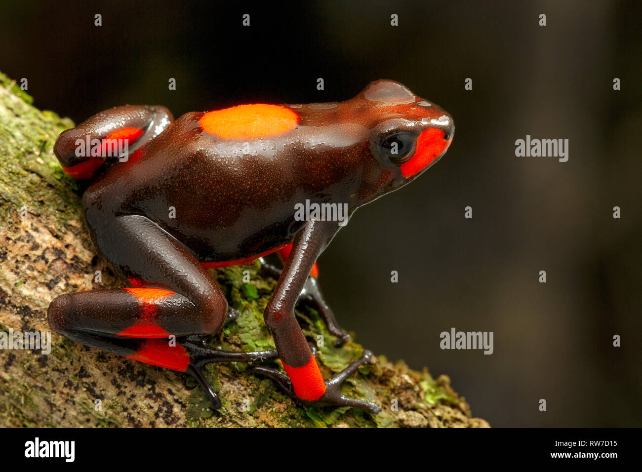 Poison dart frog, Oophaga histrionica. A small poisonous animal from the  rain forest of Colombia Stock Photo - Alamy