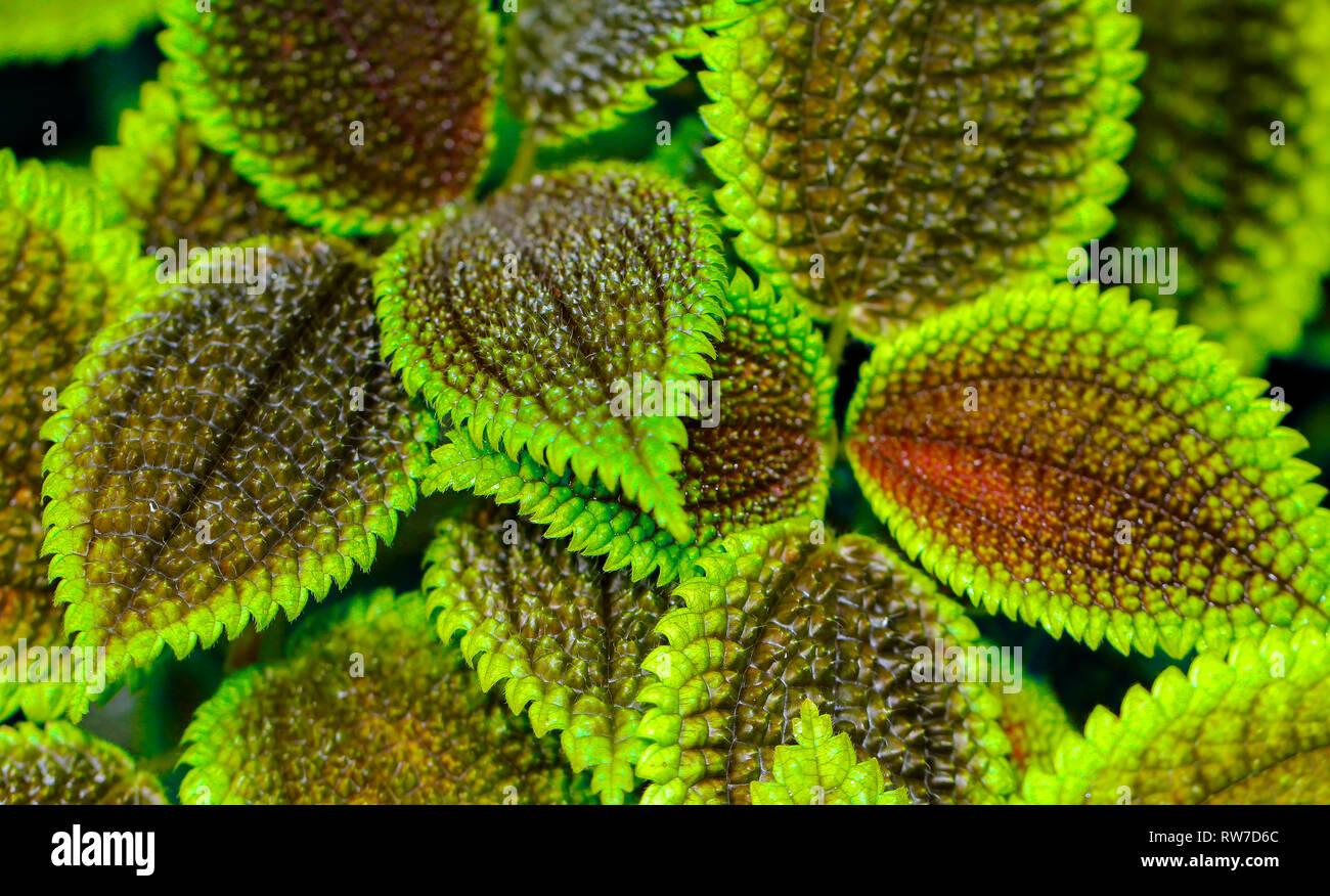 nettle leaf texture closeup flower background in Australian rainforest Stock Photo
